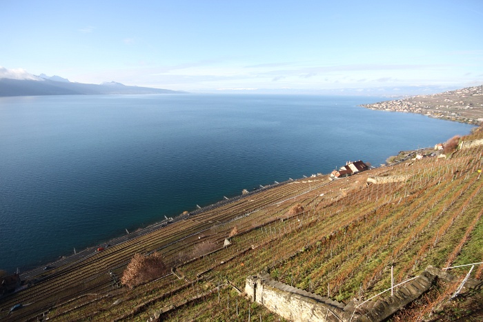 Vignes Chexbres - 006